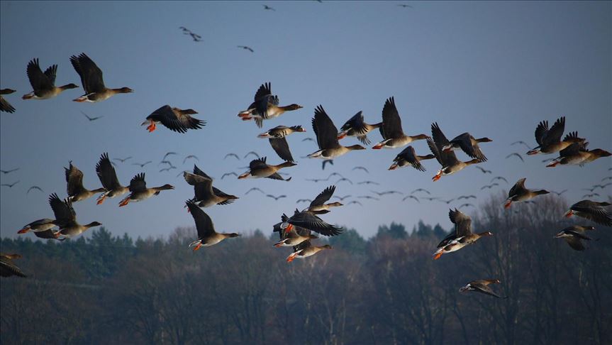 COVID-19 shutdown a boon for migratory birds in Pakistan