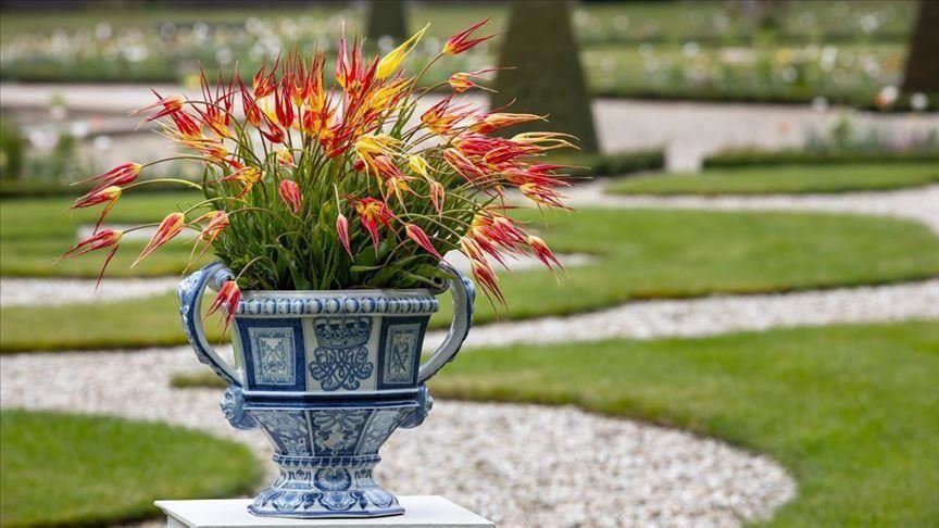 La Tulipe d'Istanbul de retour chez elle 200 ans plus tard