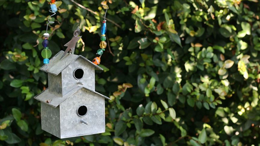 How to Protect Birds Habitat: Essential Conservation Tips