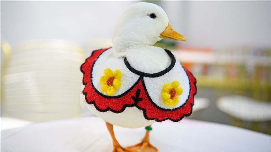 China’s duck store ‘rising star’ in pet market