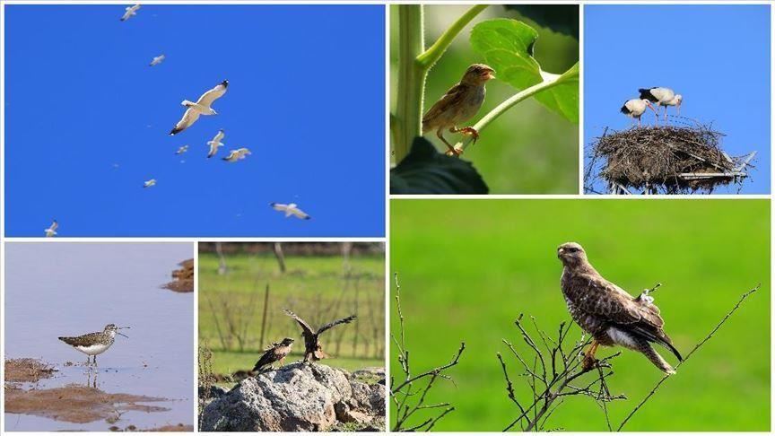 Zogjtë, "kontrolluesit natyrorë të insekteve të dëmshme", kërcënohen me zhdukje