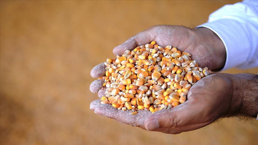 Hububat alım fiyatı Güneydoğu çiftçisinin yüzünü güldürdü