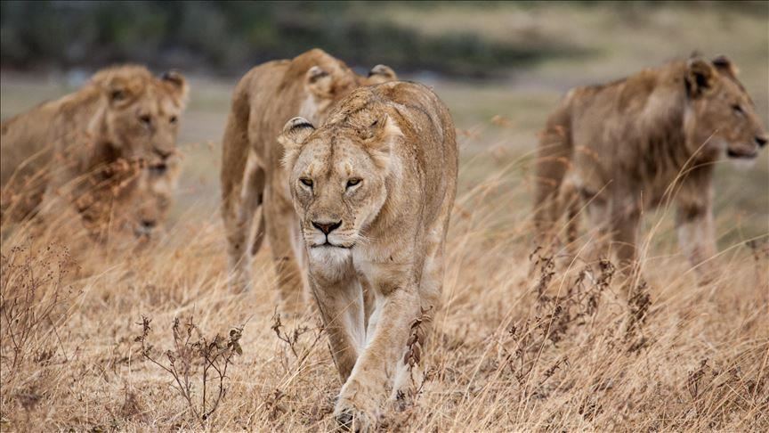 7 lions escape from S. Africa game park, police say