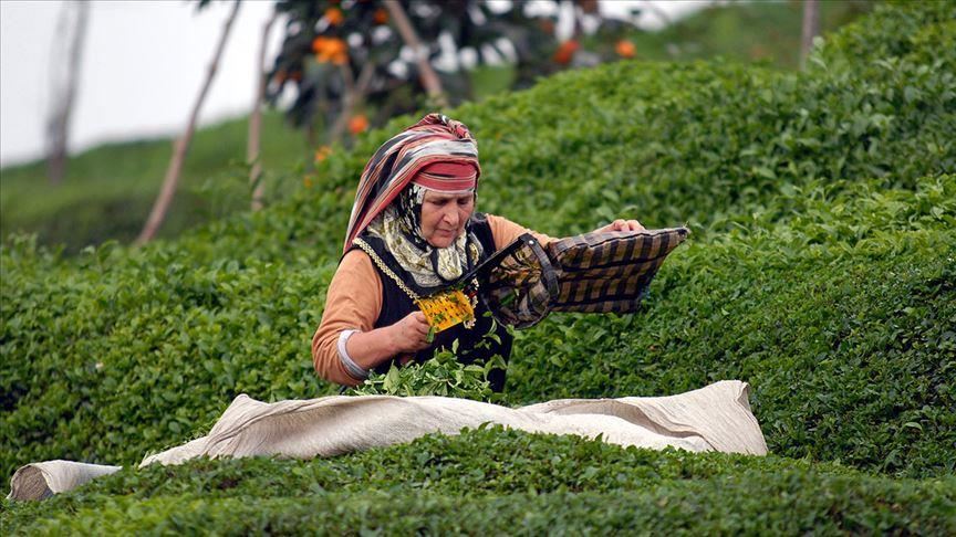 Turkey gives travel permit to tea producers amid virus