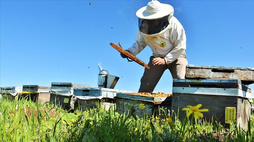 Gezgin Aricilarin Vazgecilmez Duragi Mus Ovasi