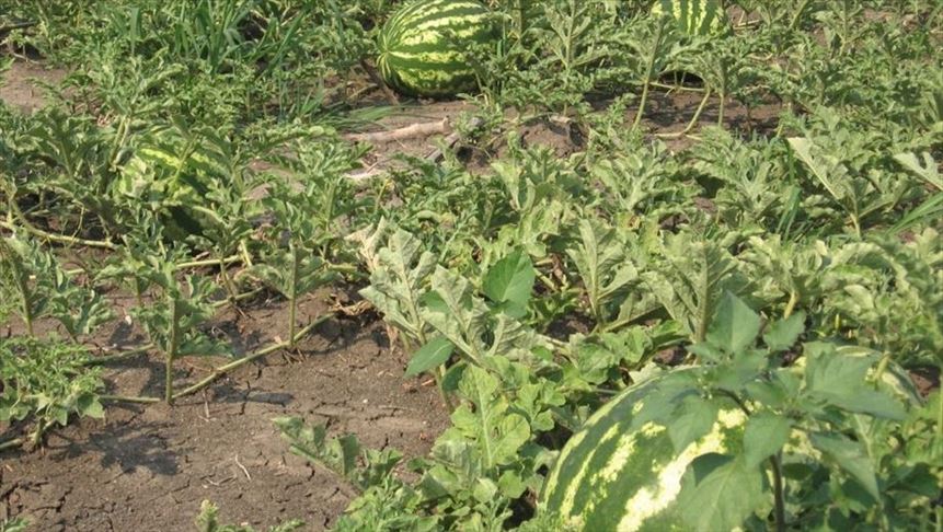 Adana'da karpuz hasadı hafta sonu başlayacak