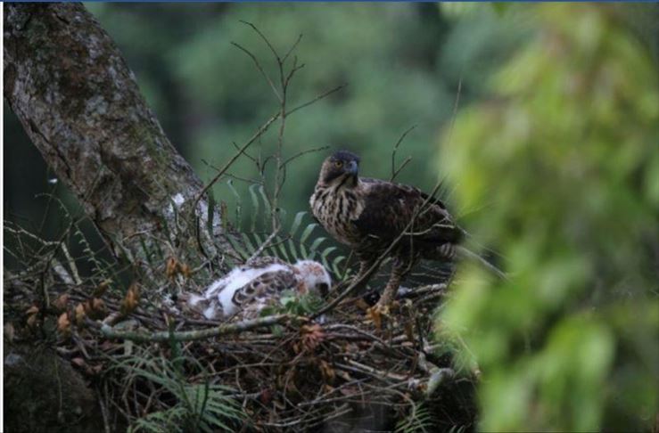 Elang Jawa kembali lahir di Gunung Salak