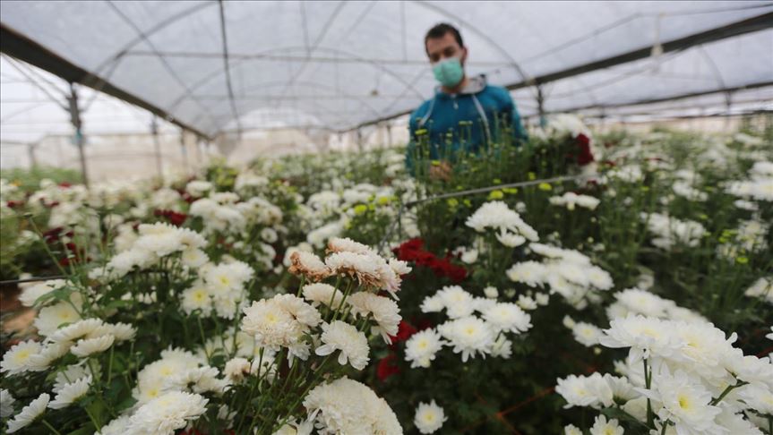 COVID-19 leaves Gaza flower farmers struggling to survive