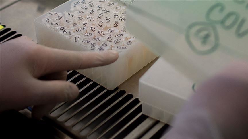 Des experts annoncent un vaccin prototype immunisant les singes contre la Covid-19