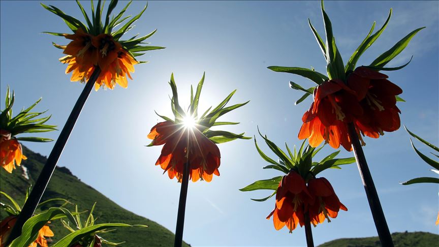 Ji bo guldexwînan bibînin derdikevin zozananên bilind