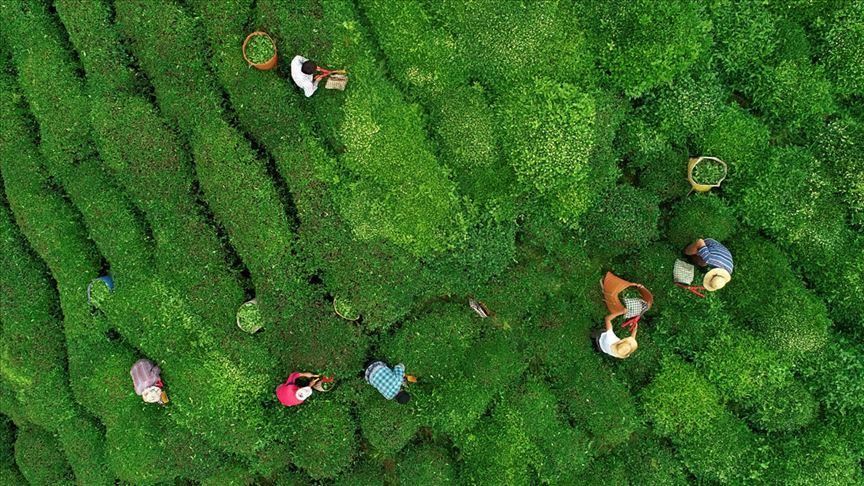 Turkey: Tea harvest continues during holiday