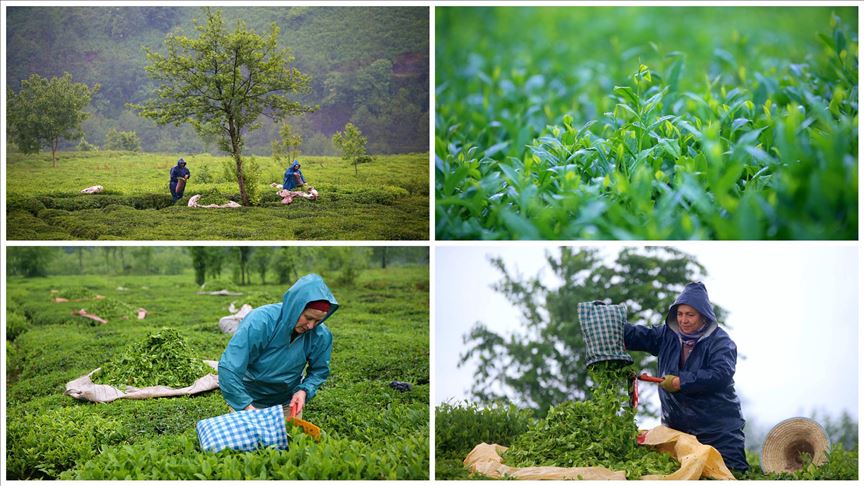 Фермеры востока Турции проводят праздник на чайных плантациях 