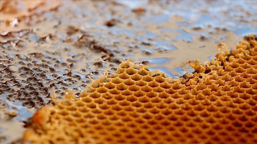 امسال بیش از صد هزار تن عسل در ترکیه تولید می‌شود