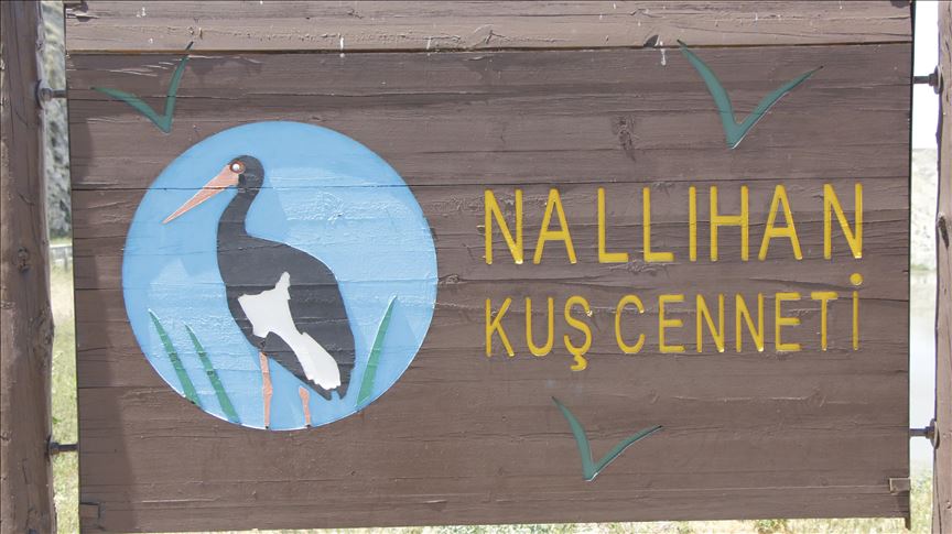 Turquie : le "paradis des oiseaux" d'Ankara fait le bonheur des visiteurs