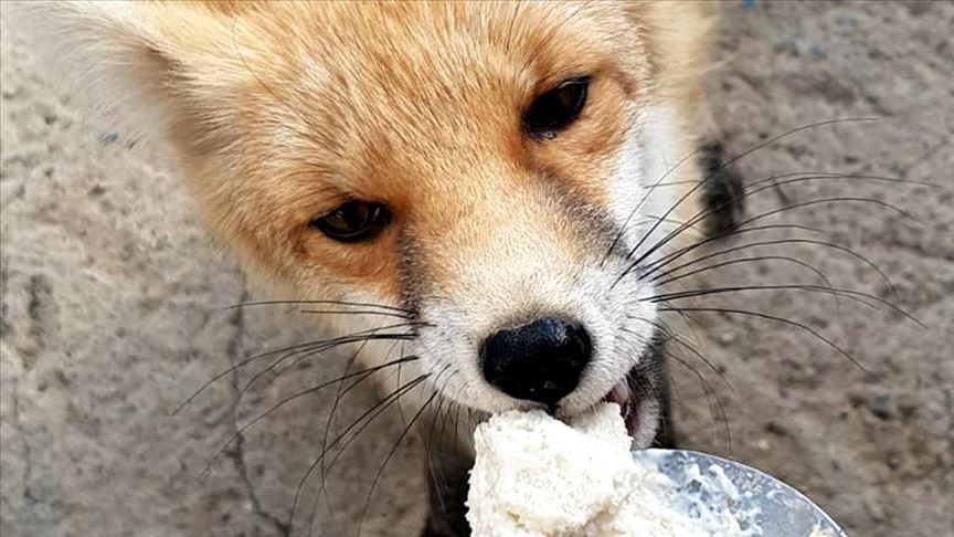 Aç kalan bozayılar ile tilki mahallede yiyecek aradı