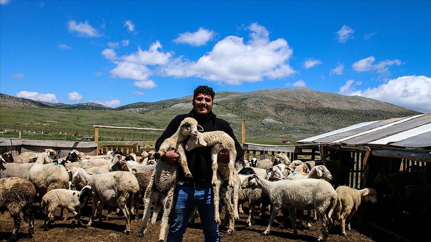 Yörüklerin yayladaki yaşam mücadelesi bayramda da sürdü