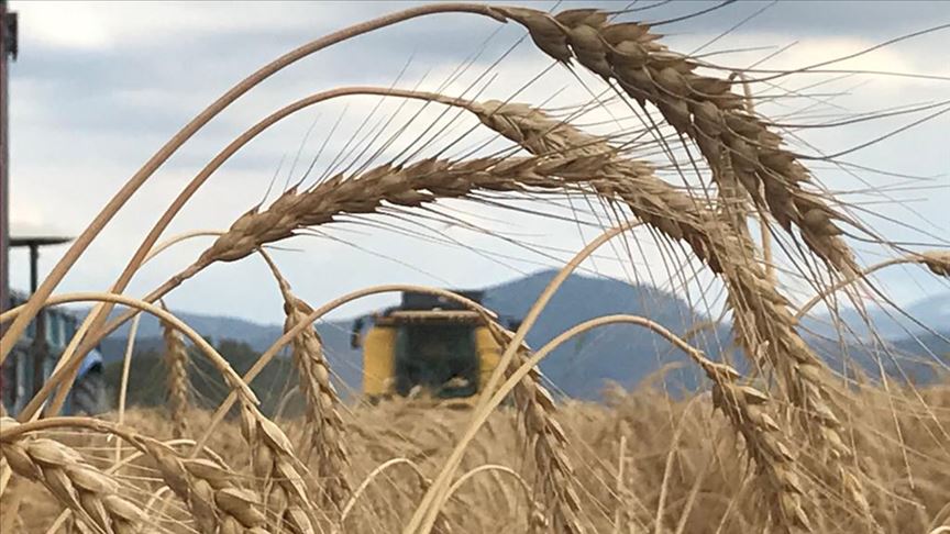 Söke Ovası'nda buğday ekim alanı yüzde 100 arttı 