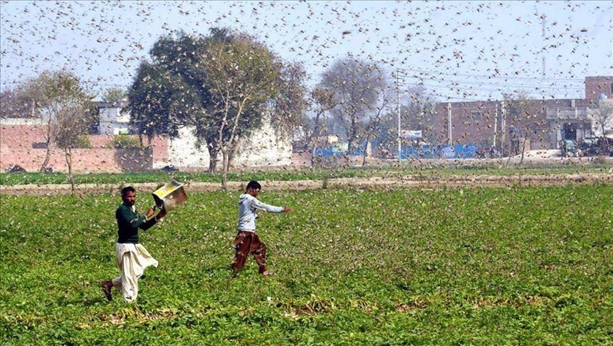 U jeku pandemije Pakistan i Indija se bore s najezdom skakavaca
