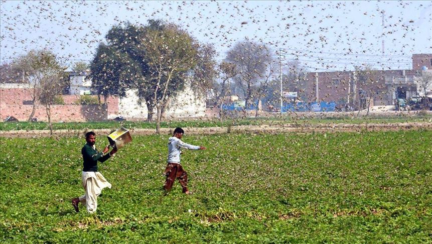 Amid COVID-19, locust attack risks famine in Pakistan, India 