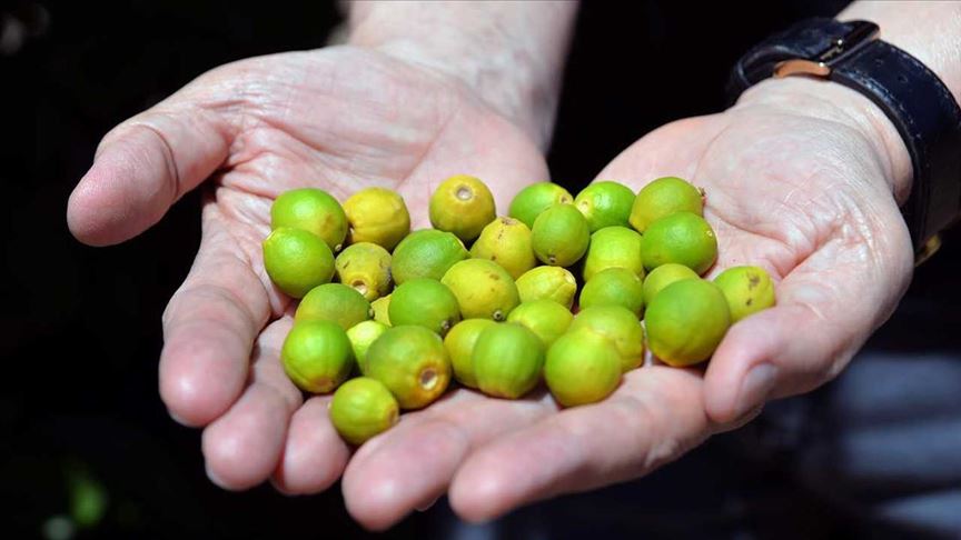 Adana'da sıcak hava narenciyeyi olumsuz etkiledi 