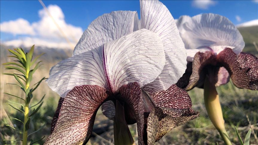 L'iris fait son apparition sur le Mont Agri en Turquie