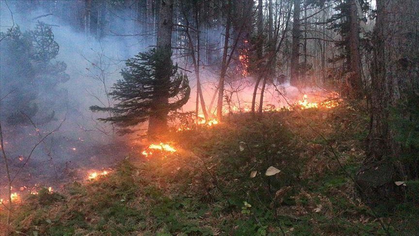 آتش سوزی گسترده در جنگل های غرب ایران
