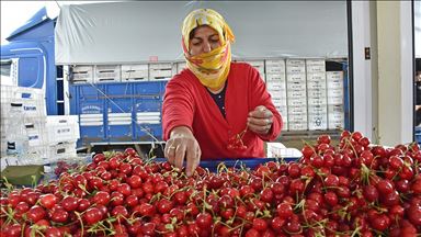 Üreticiler artan meyve talebine yetişemiyor
