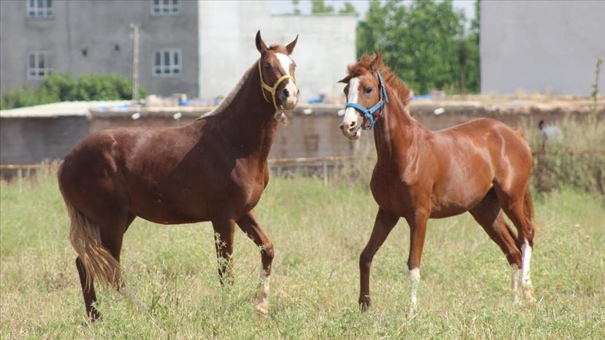 Xwedîkerên hespên Ereb ên resen xwe ji bo pêşbirkên ku dê 10ê hezîranê dest pê bikin amade dikin