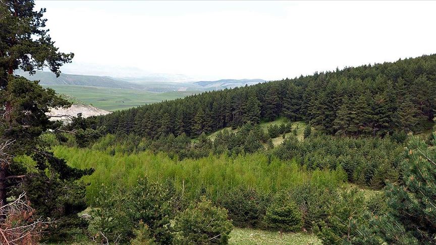Yaban hayatına ev sahipliği yapan 'sarıçam ormanları' gençleştiriliyor