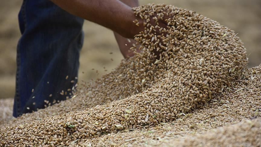 العراق.. الحكومة تشتري 2.2 مليون طن من القمح المحلي