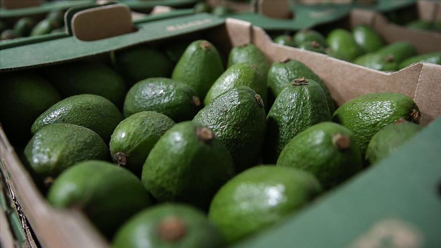 Türkiye'den 33 ülkeye avokado ihracatı