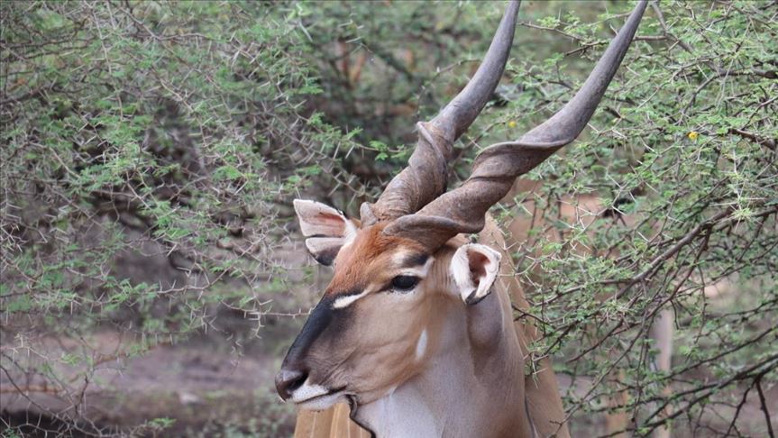 Botswana reabrirá parque nacional de vida silvestre