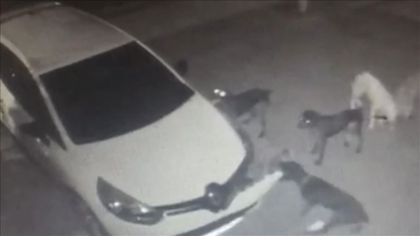 En Turquie, des chiens errants arrachent le pare-chocs d'une voiture stationnée
