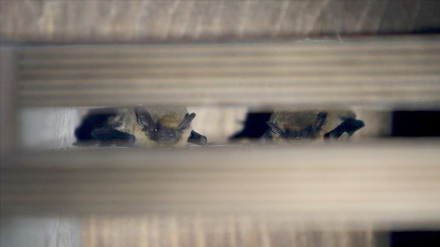 20 yıldır yarasalar üzerinde çalışan biyologdan 'yarasaları öldürmeyin' uyarısı
