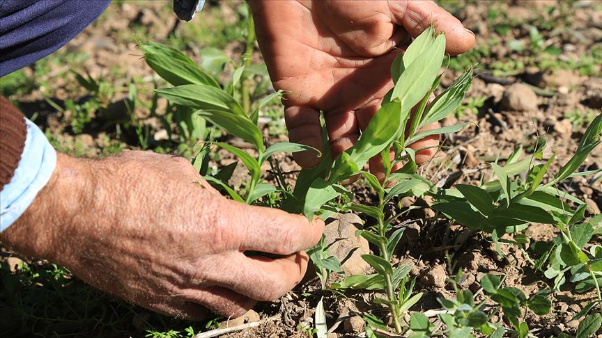 Kalkınma ajansı desteğiyle yerli tohumdan 2 milyon fide yetiştirildi