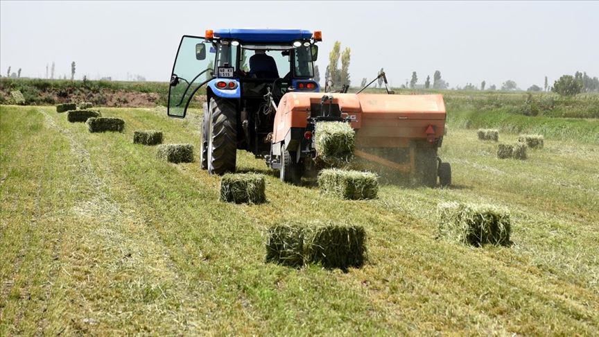 yerli ve milli tohumla uretilen sut otu verimi artiriyor