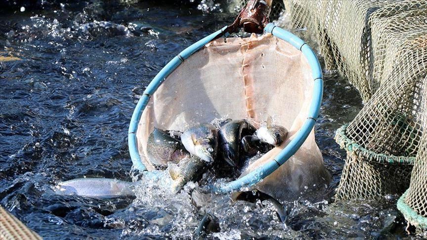 Turkey: Fishery production up 33.1% in 2019