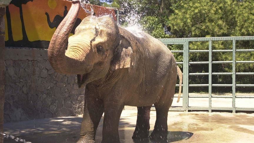 India arrests 1 for pregnant elephant’s killing