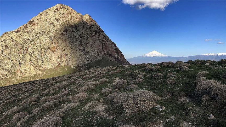 'Toprağın bekçisi' geven kurak alanları erozyona karşı koruyor