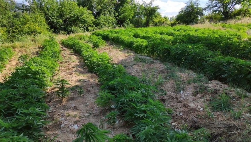 Turkey: Around 333,000 cannabis sativa roots seized