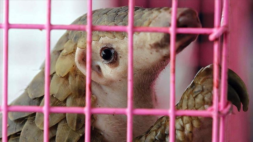 China Outlaws Use of Endangered Pangolins in Traditional Medicine