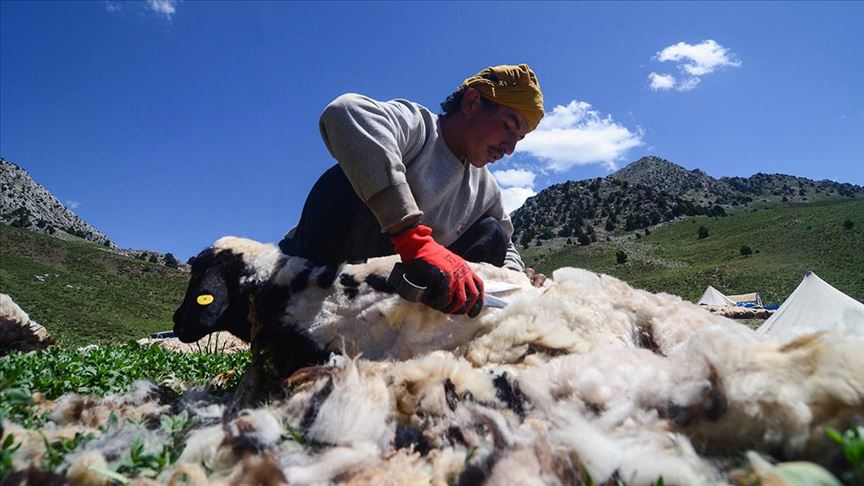 Göçerlerin Munzur ve Mercan dağlarındaki zorlu yayla yaşamı