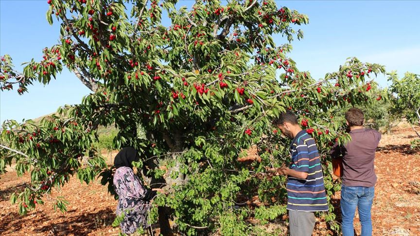 Cherry season ensues in Idlib, Syria