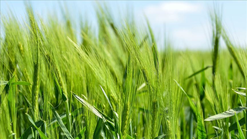 Agri-food to show more resilience to pandemic: UN body
