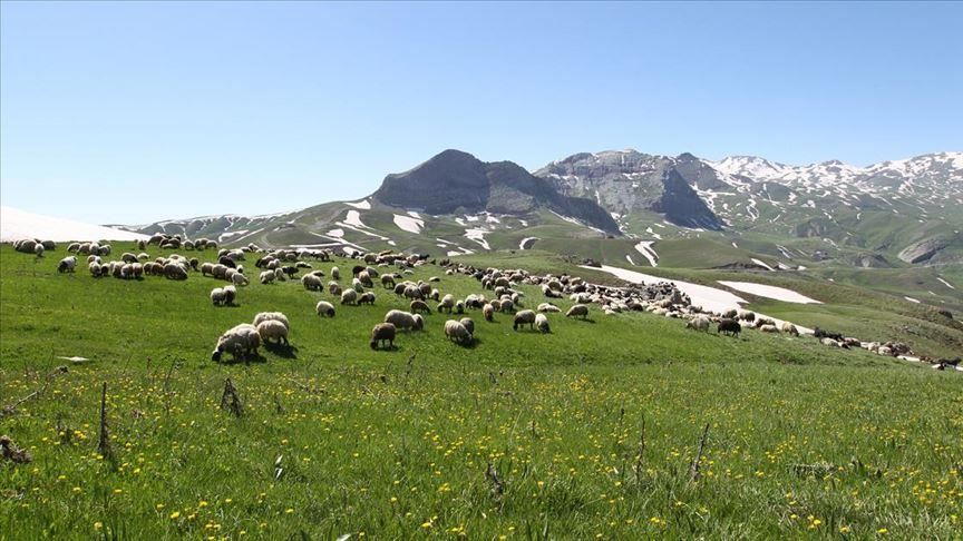 Turkey: Agricultural, animal production hub beyond region