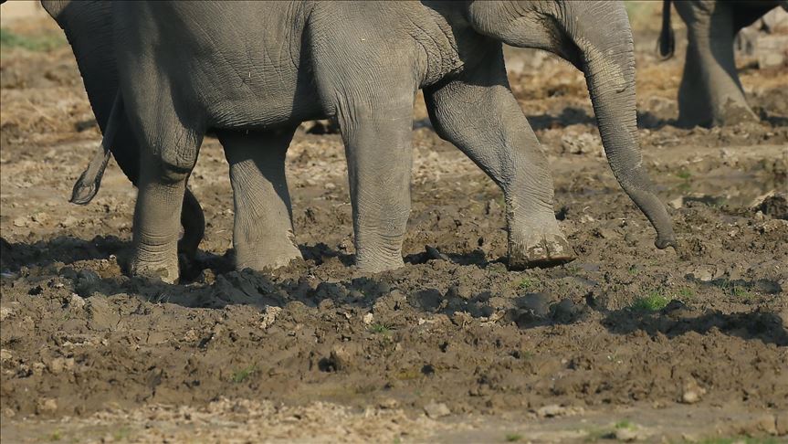 Three elephants in Bangladesh found electrocuted