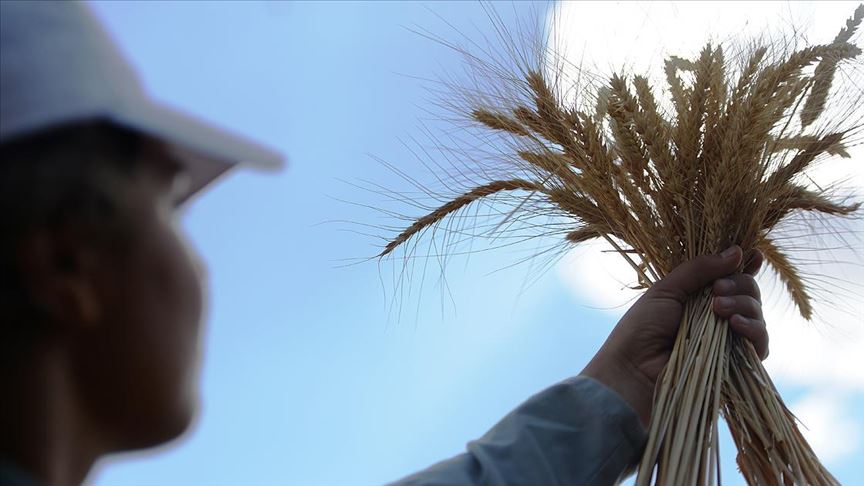 Mezopotamya'nın en eski buğday tohumundan 560 ton rekolte bekleniyor