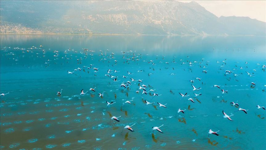 Miles de flamencos pintan el paisaje del lago Acigol en el sureste de Turquía