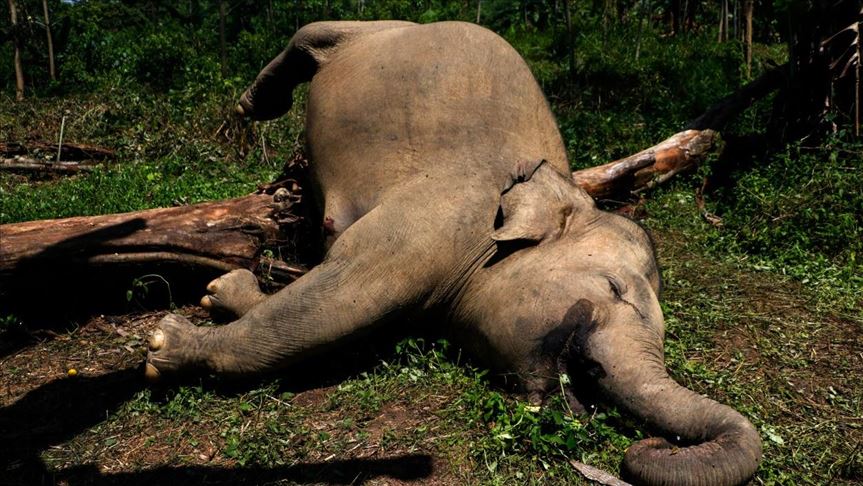 Más de 154 elefantes se han encontrado muertos en menos de tres meses en Botsuana