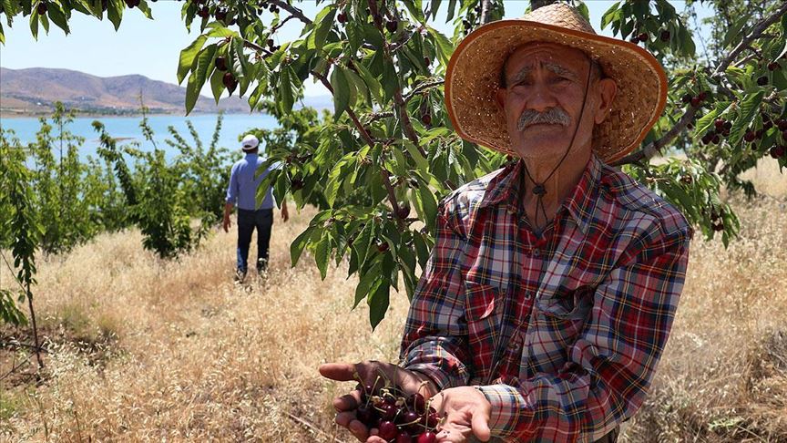 Bakan Pakdemirli'nin talimatıyla 'Robinson Ziya'nın adasında hasat yapıldı